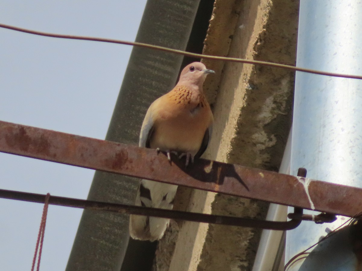 Laughing Dove - ML617608519