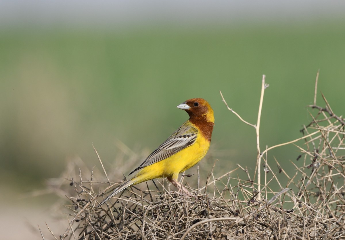 Red-headed Bunting - ML617608584