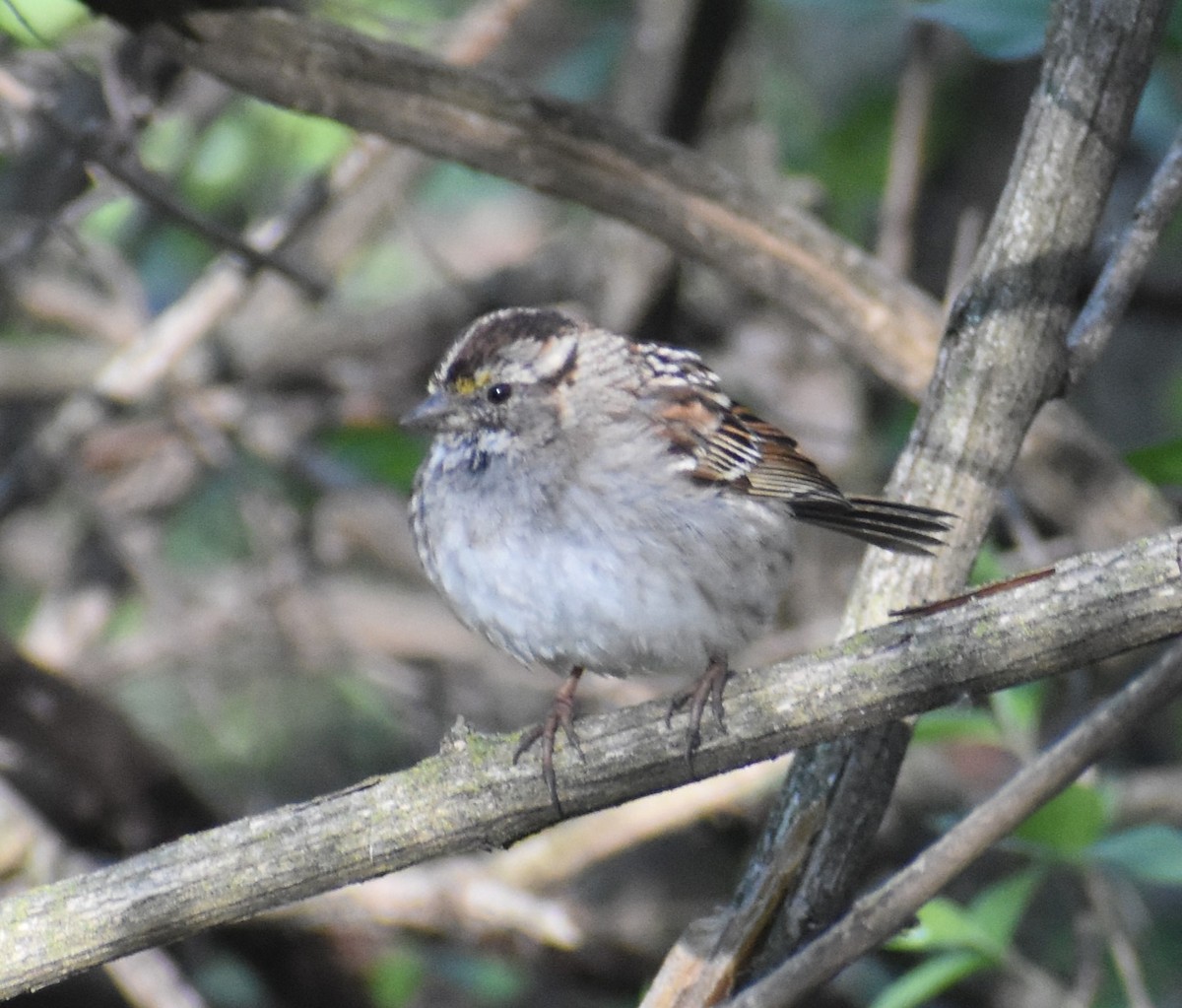 White-throated Sparrow - Luis Munoz