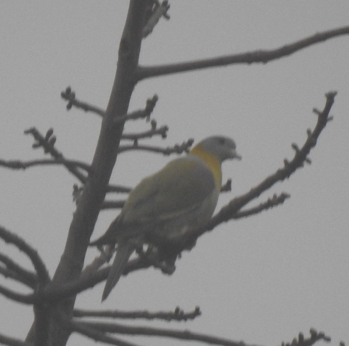 Yellow-footed Green-Pigeon - ML617608650
