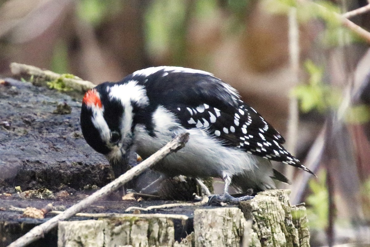 Hairy Woodpecker - walter sliva