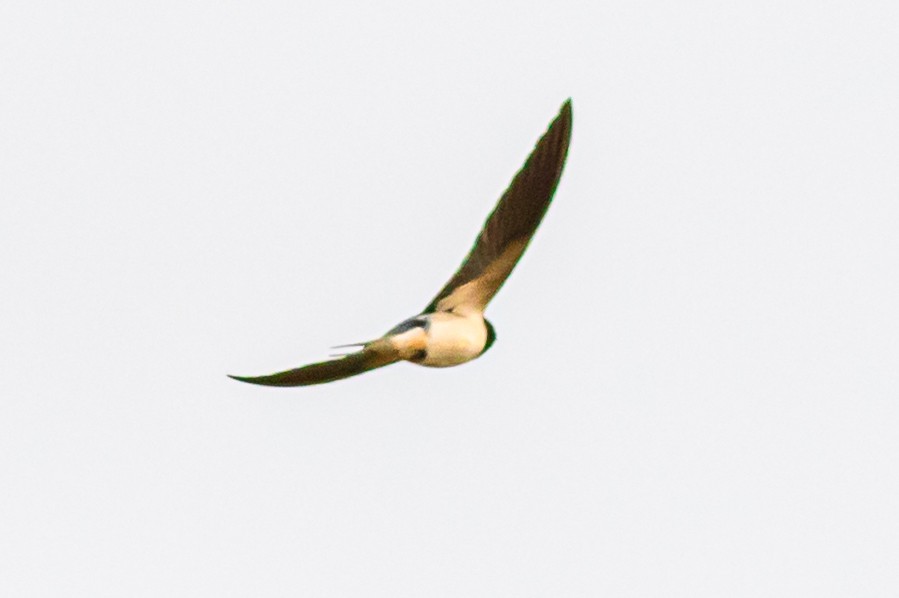 Barn Swallow - ML617608689