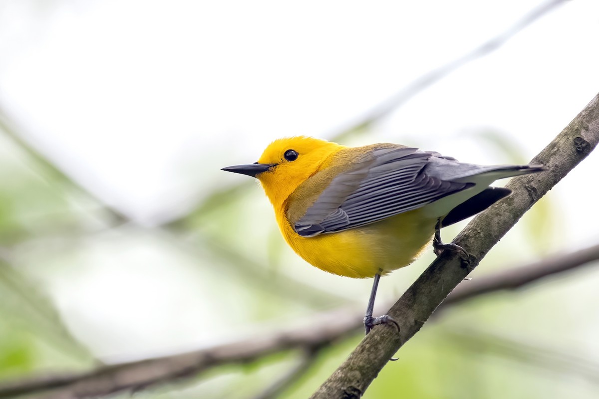 Prothonotary Warbler - ML617608728