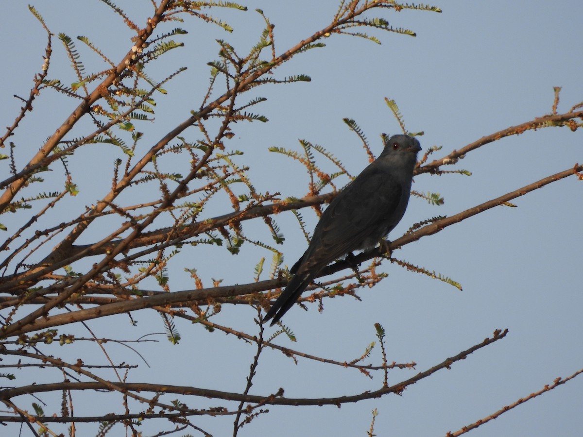 Gray-bellied Cuckoo - ML617608735