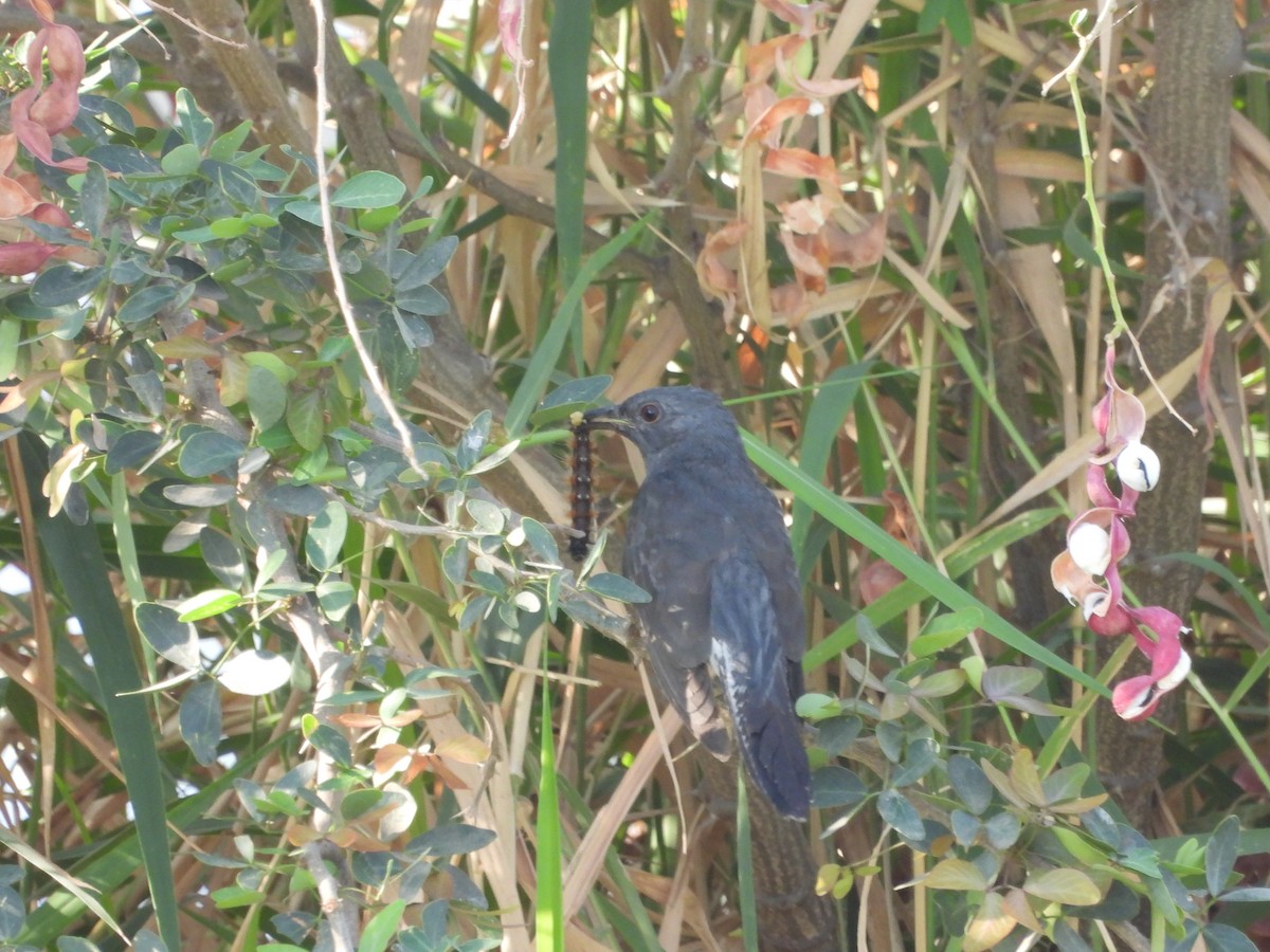 Gray-bellied Cuckoo - ML617608736