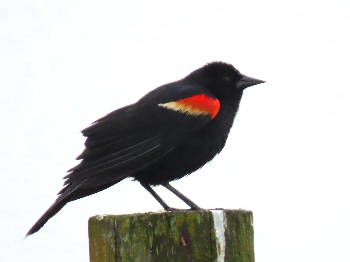 Red-winged Blackbird - ML617608779