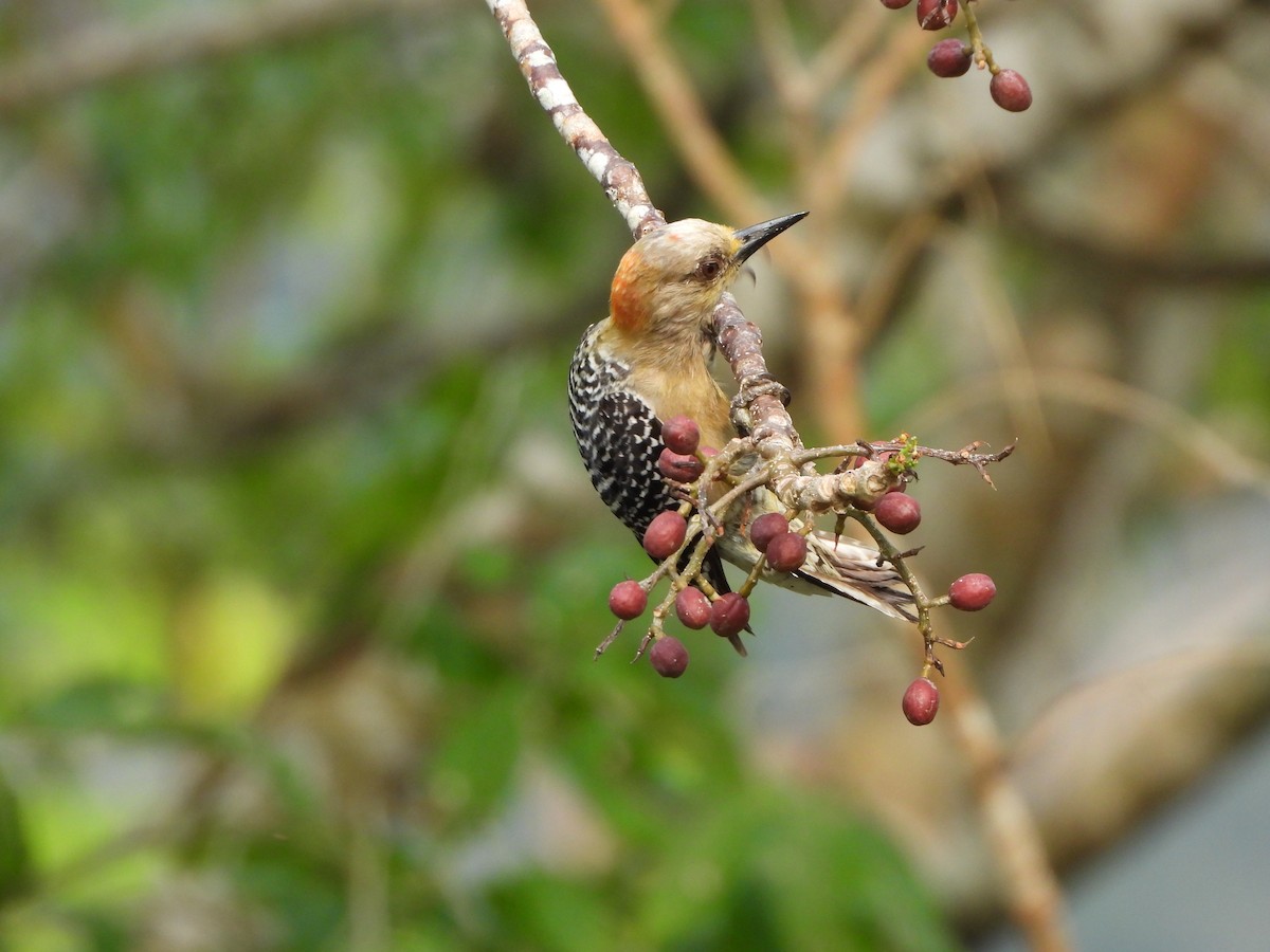 Red-crowned Woodpecker - Francisco Contreras @francontreras.80