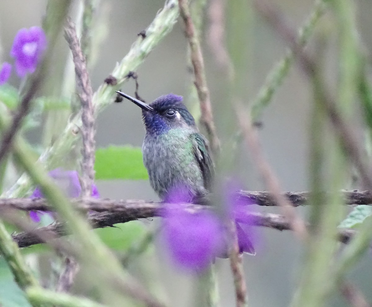 Violet-headed Hummingbird - ML617608848