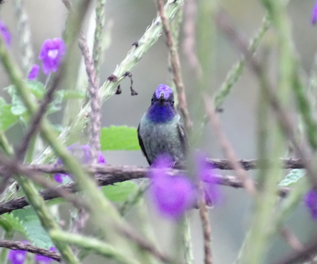 Violet-headed Hummingbird - ML617608850