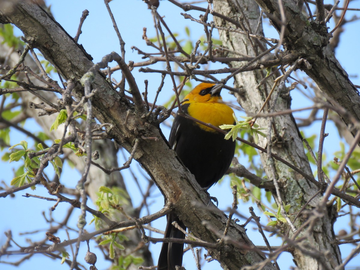 Yellow-headed Blackbird - Joe Hoelscher