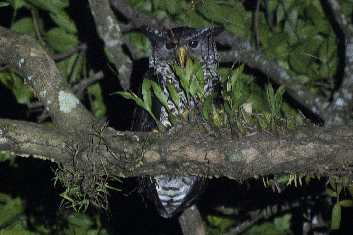 Spot-bellied Eagle-Owl - ML617608929