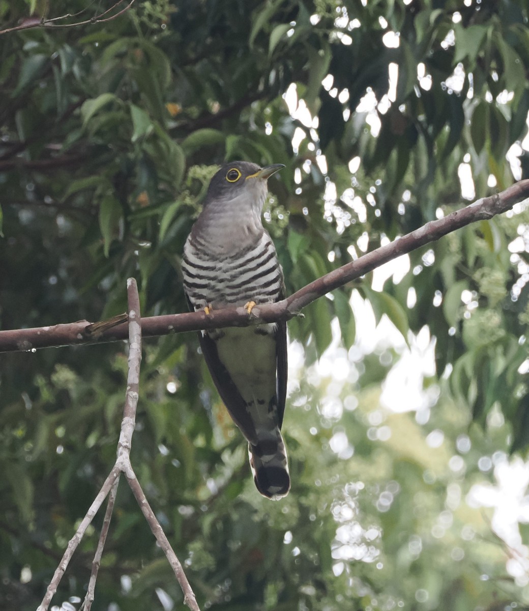 Indian Cuckoo - ML617608971