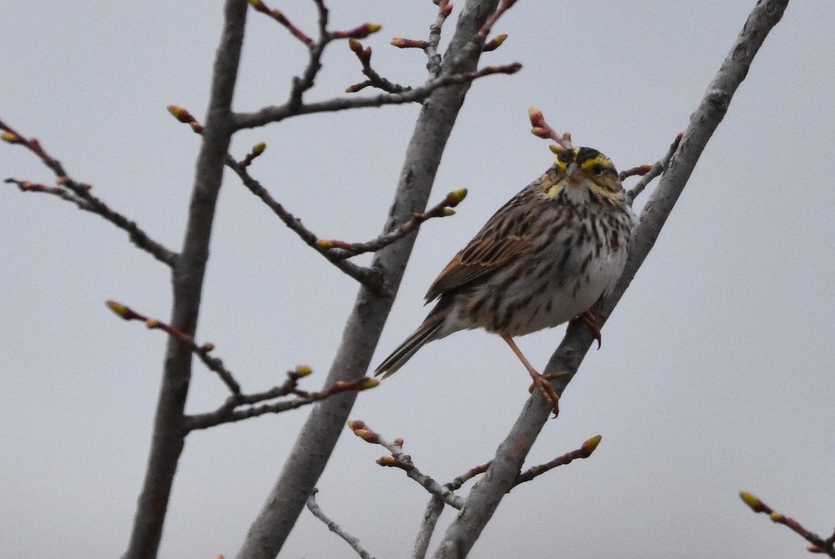 White-throated Sparrow - ML617608982