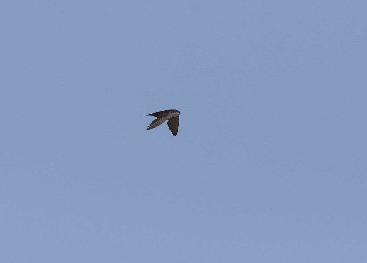 Blue-and-white Swallow - VERONICA ARAYA GARCIA