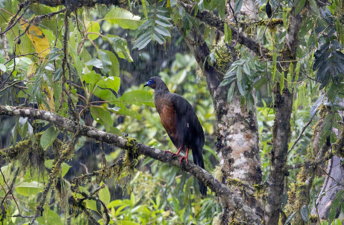Sickle-winged Guan - Michelle Martin