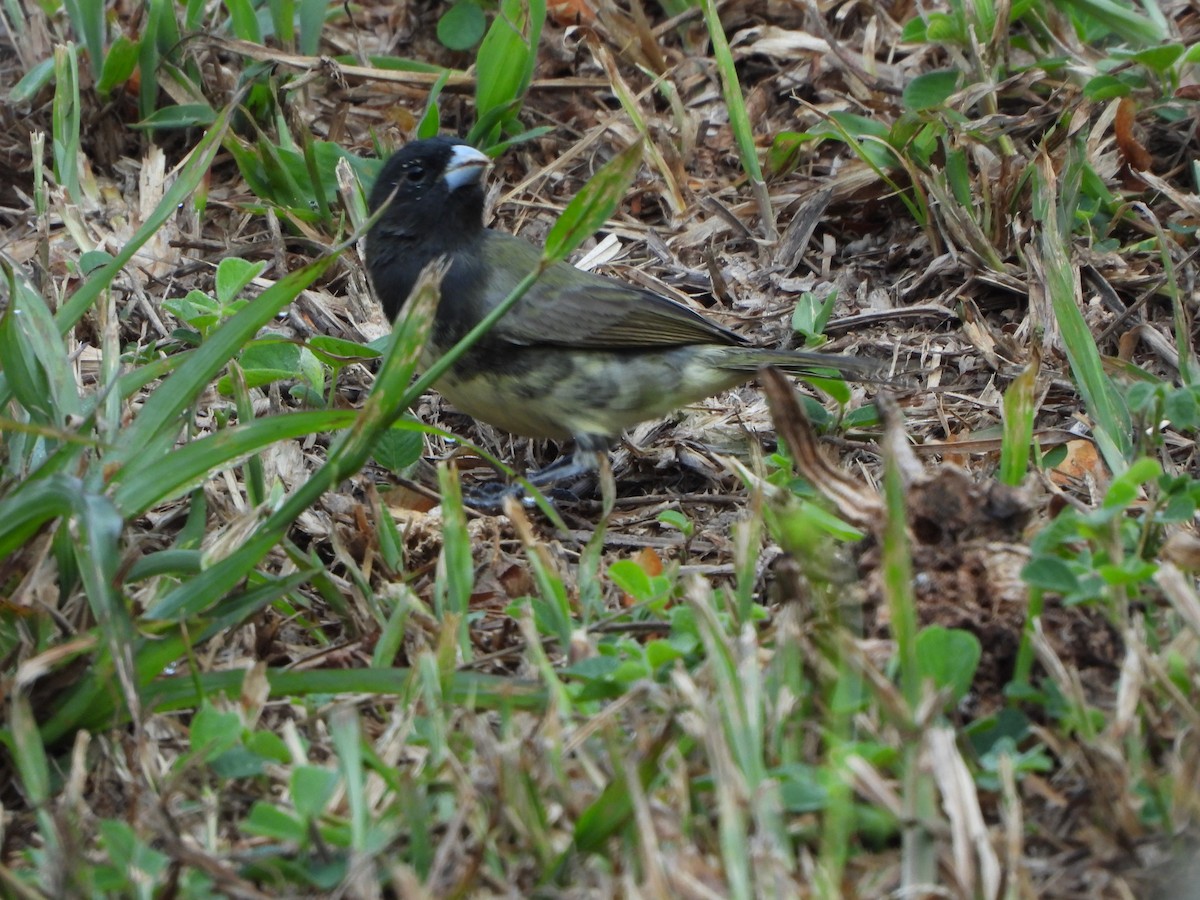 Yellow-bellied Seedeater - ML617609119