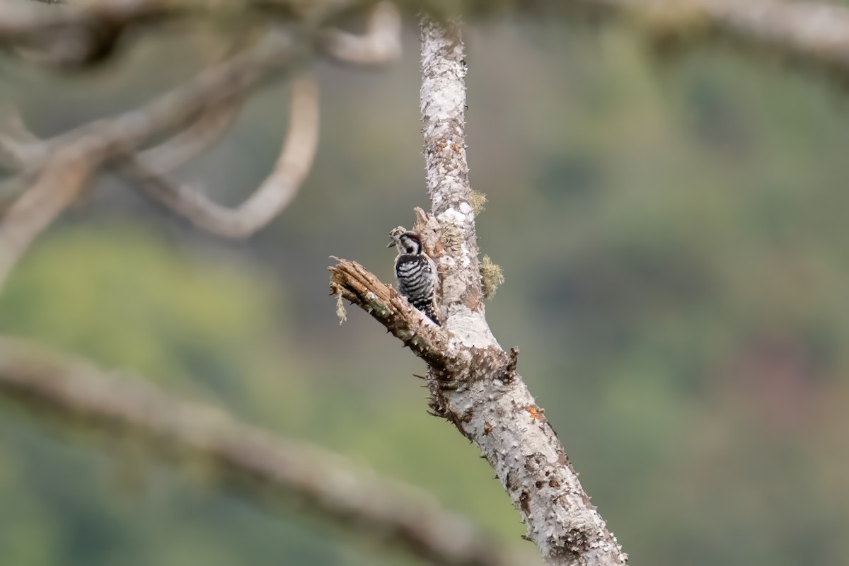 Gray-capped Pygmy Woodpecker - ML617609142