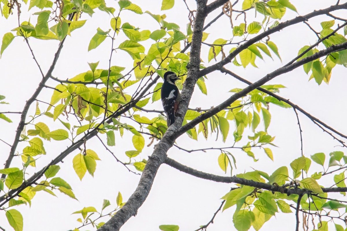 Necklaced Woodpecker - ML617609152