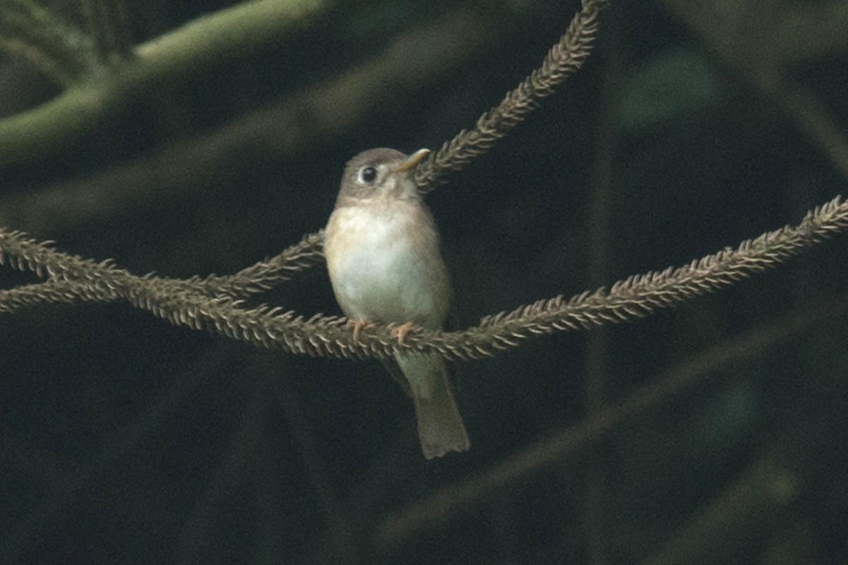 Brown-breasted Flycatcher - ML617609155