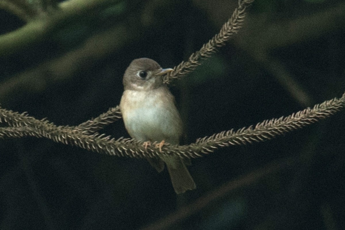 Brown-breasted Flycatcher - ML617609157
