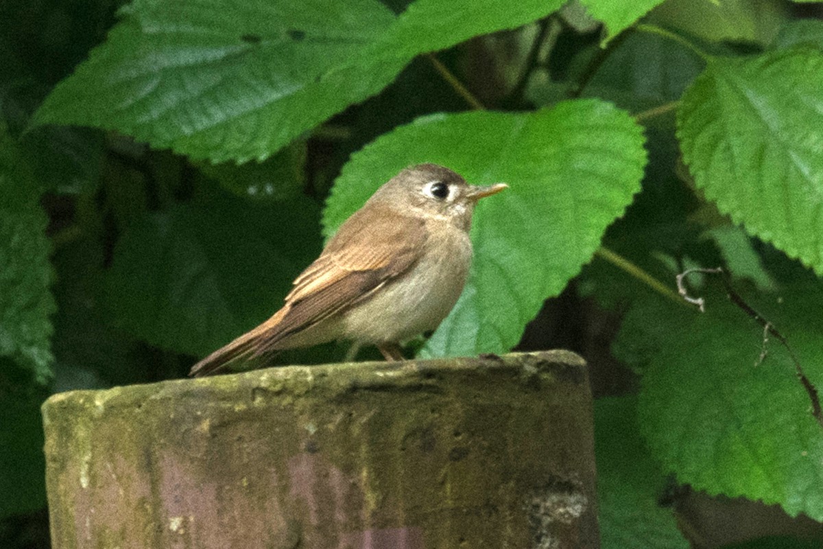 Brown-breasted Flycatcher - ML617609159