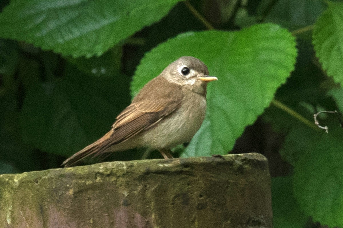Brown-breasted Flycatcher - ML617609160