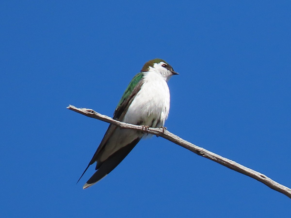 Violet-green Swallow - ML617609231