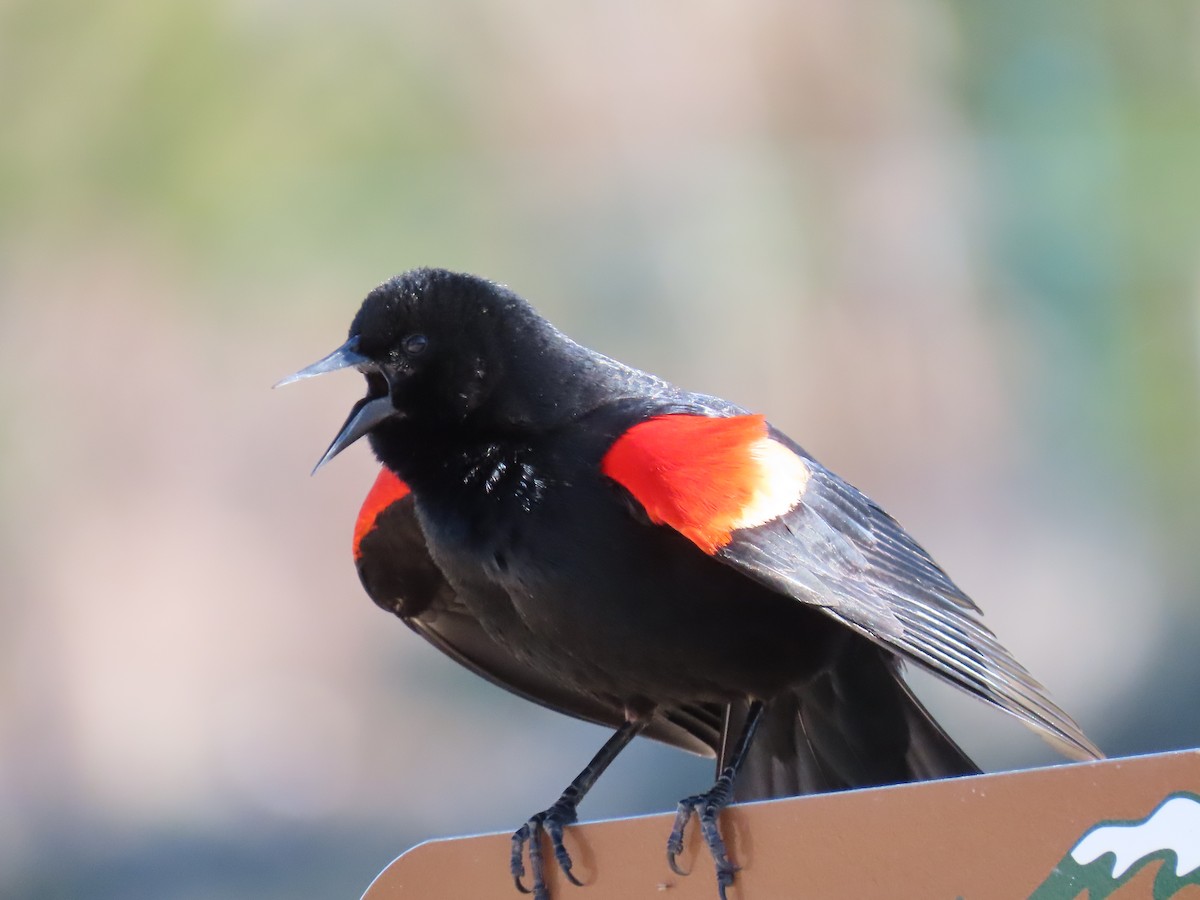 Red-winged Blackbird - ML617609236