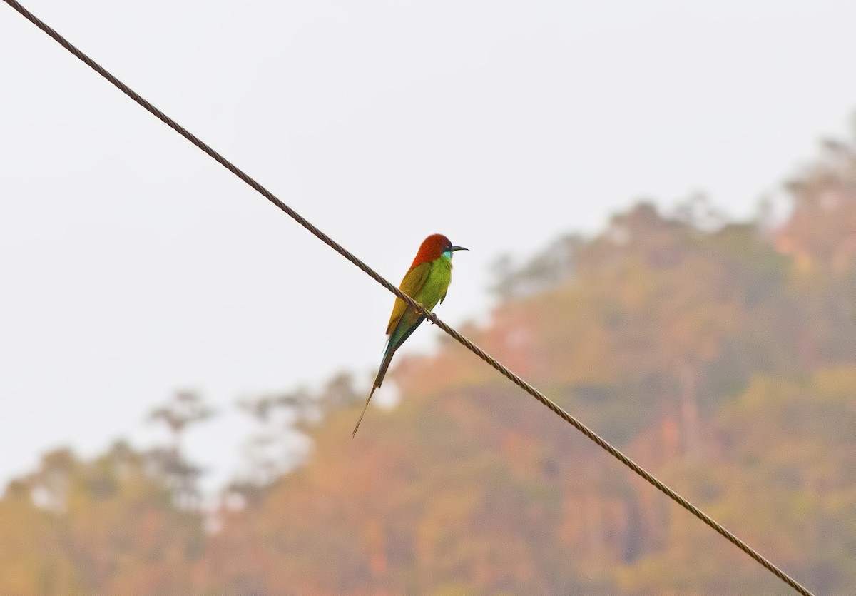 Rufous-crowned Bee-eater - ML617609239