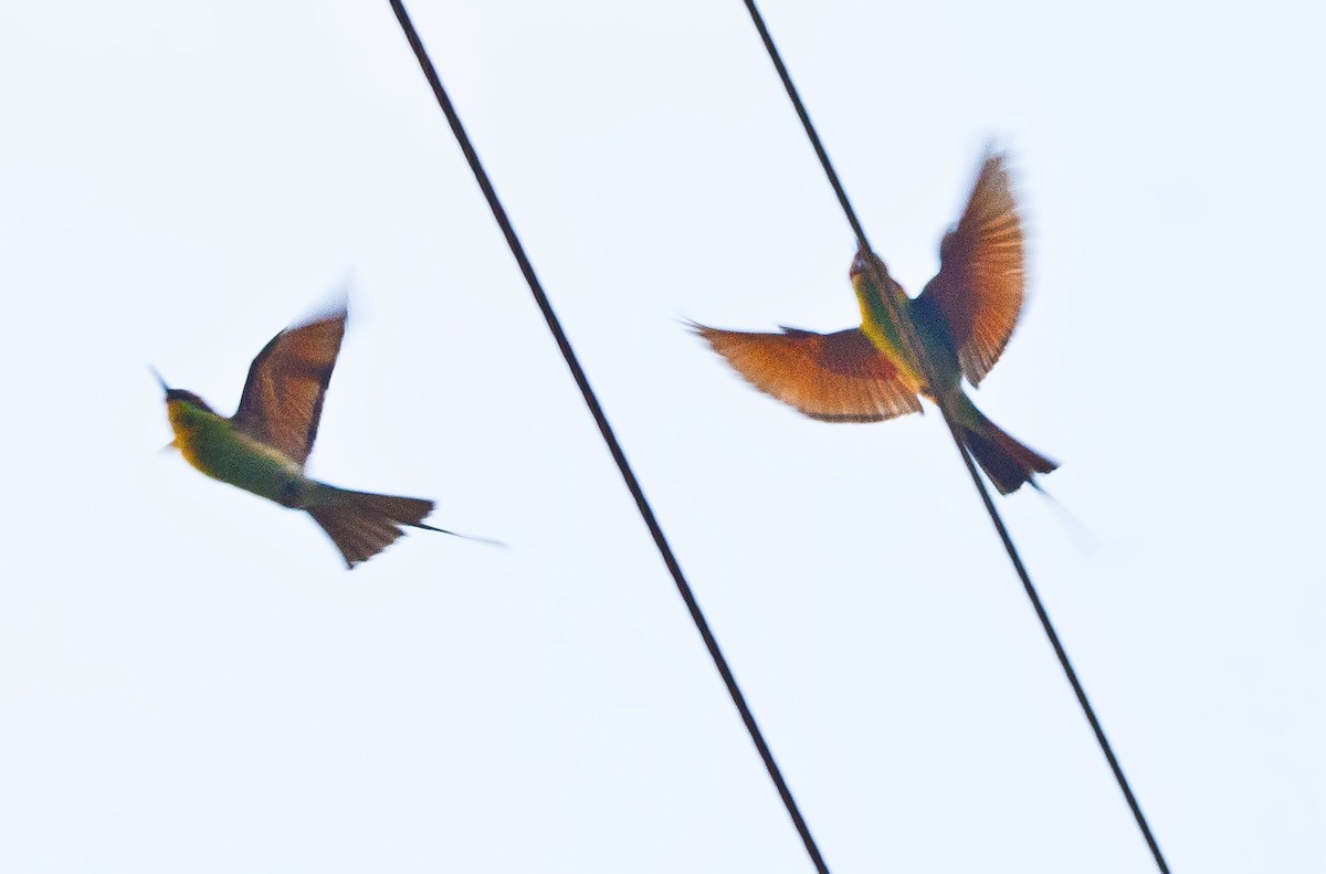 Rufous-crowned Bee-eater - Jay-c Casio