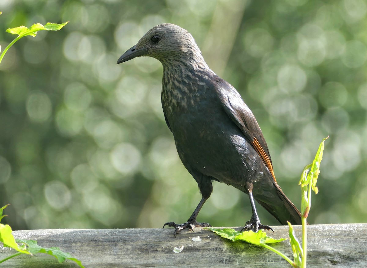Red-winged Starling - ML617609288