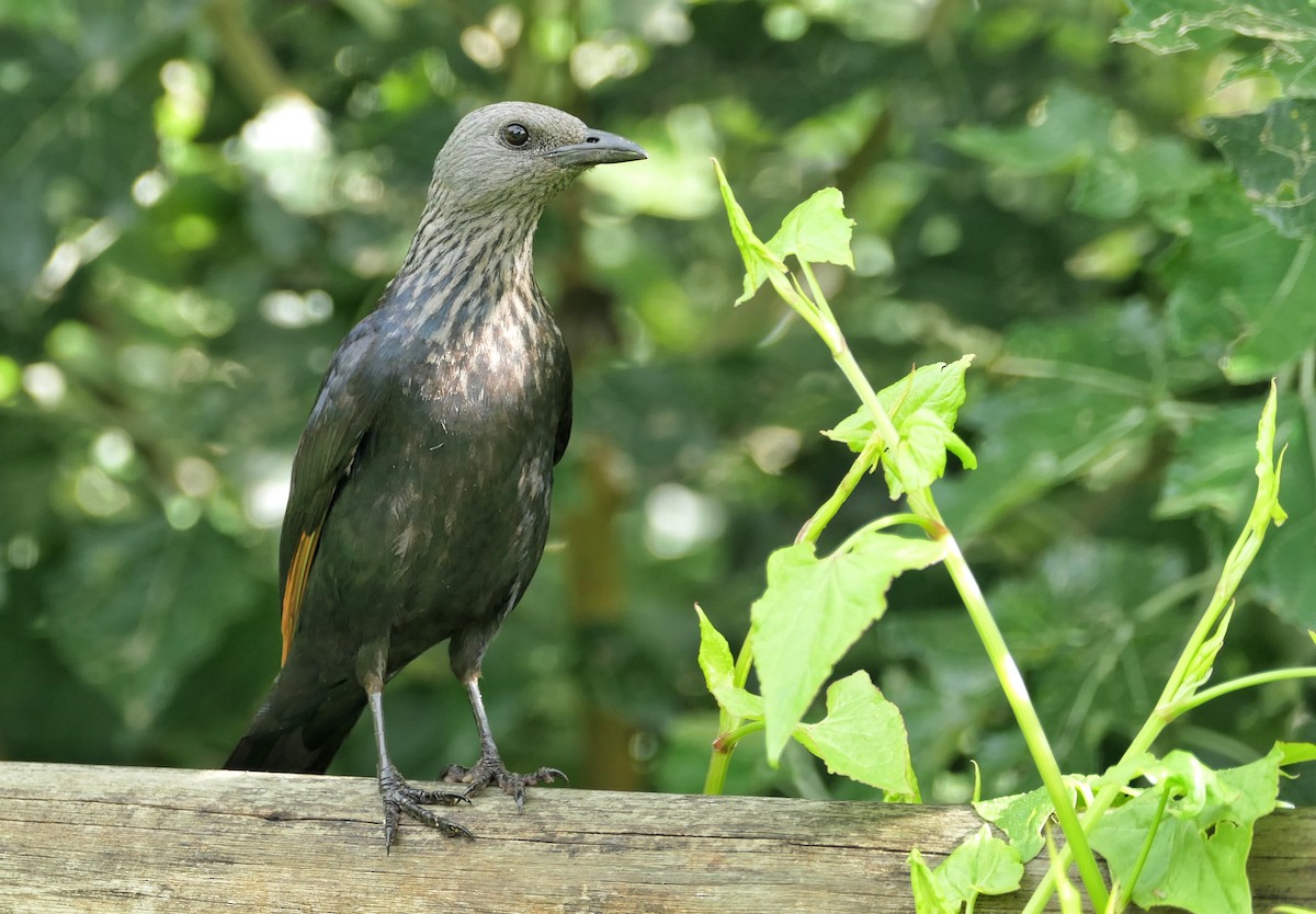 Red-winged Starling - ML617609309
