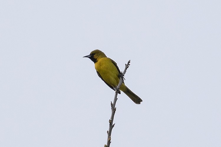 Orchard Oriole - ML617609329