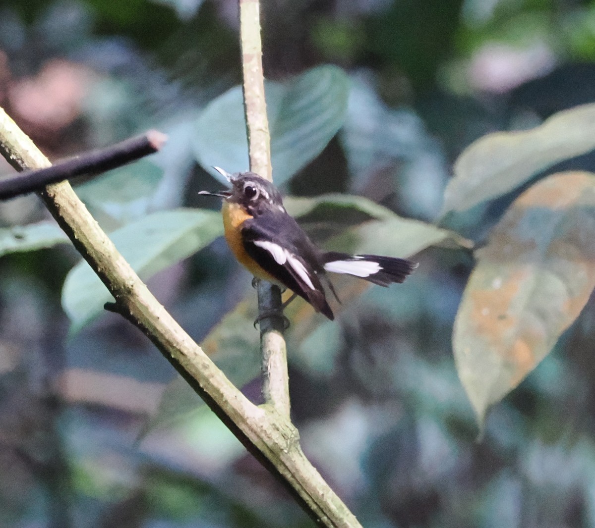 Rufous-chested Flycatcher - ML617609339