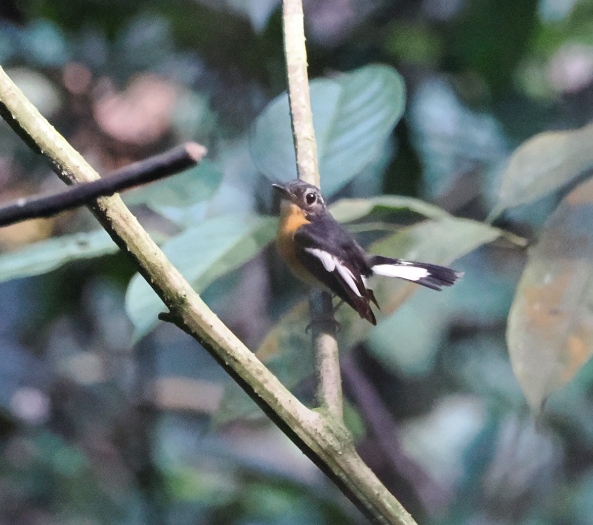 Rufous-chested Flycatcher - ML617609340