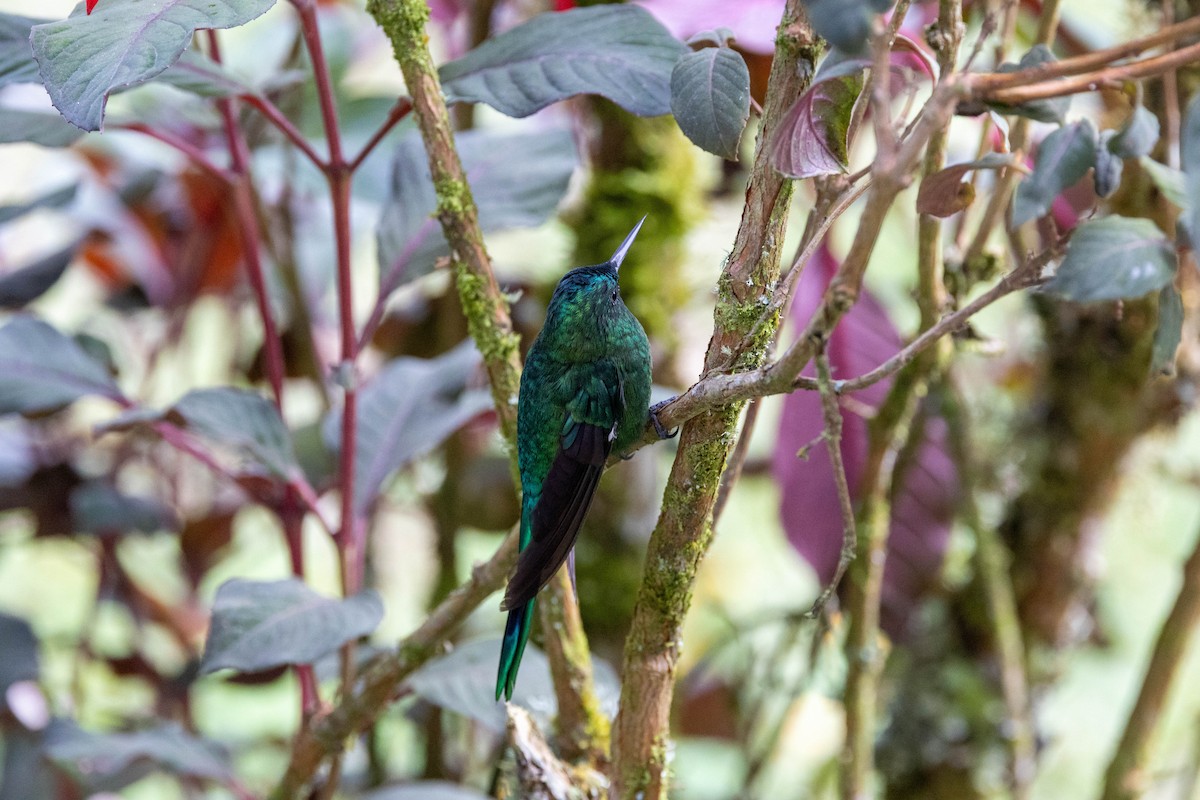 Long-tailed Sylph - ML617609343