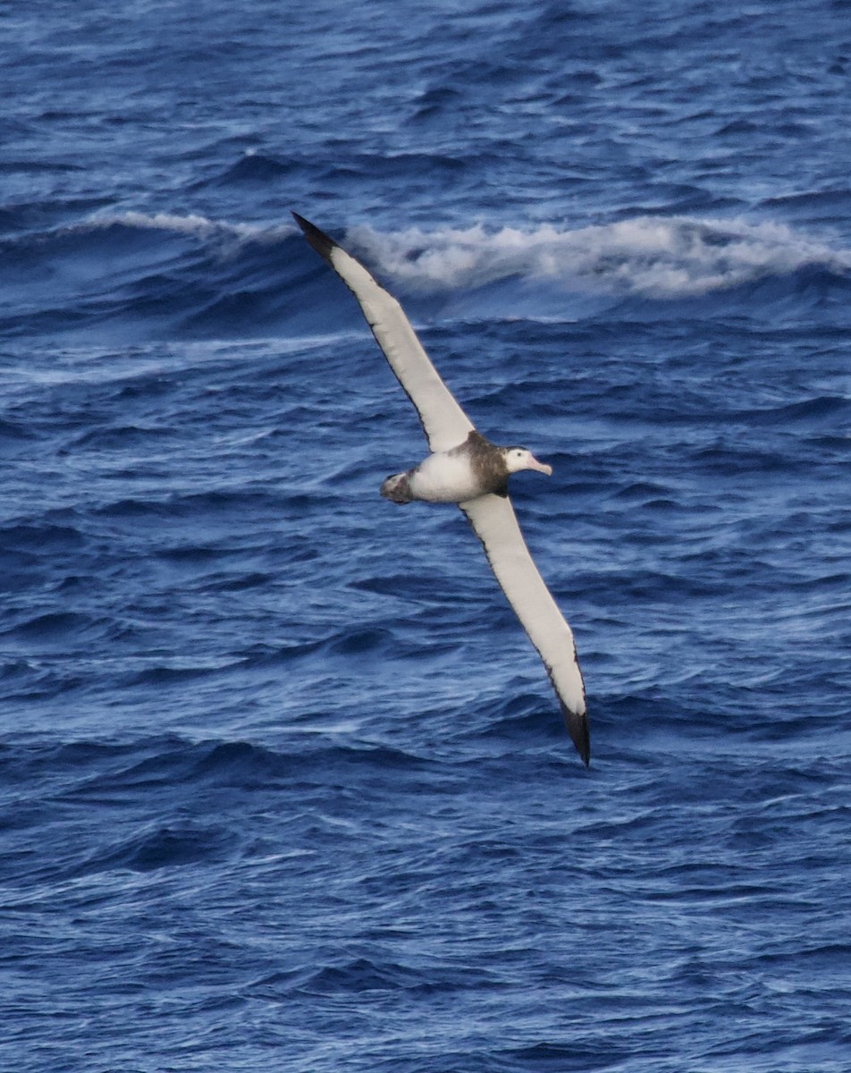 Albatros de las Antípodas - ML617609372
