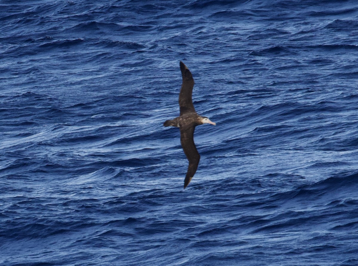 Antipodean Albatross - John Gregory
