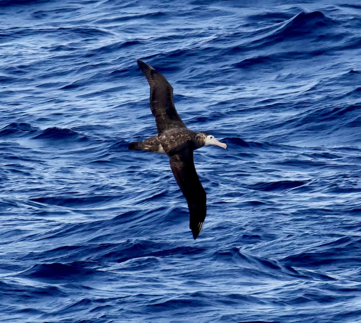 Antipodean Albatross - ML617609374