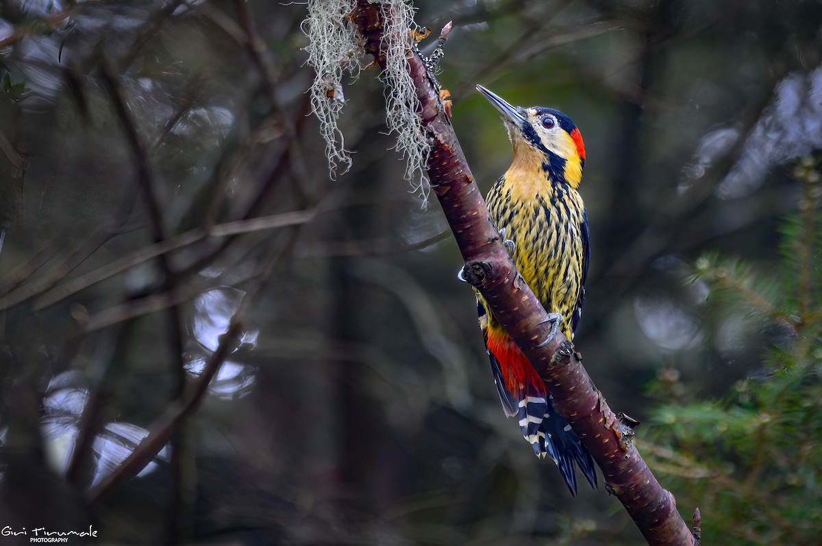 Darjeeling Woodpecker - ML617609389