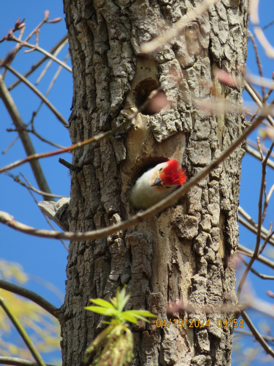 Red-bellied Woodpecker - Carina Sa
