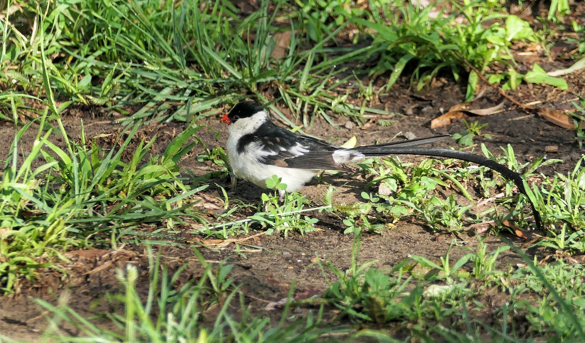 Pin-tailed Whydah - ML617609466