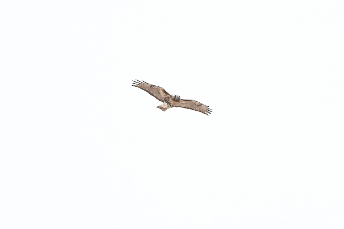 Red-tailed Hawk - ML617609479