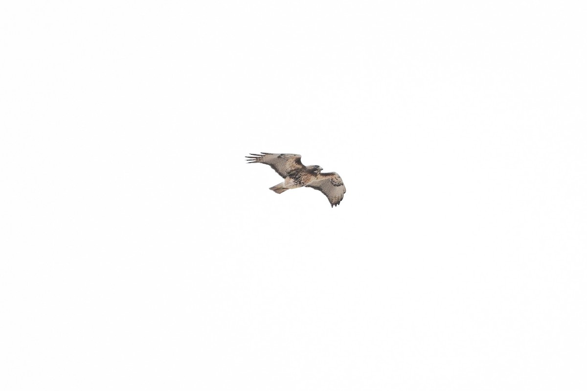 Red-tailed Hawk - Serg Tremblay
