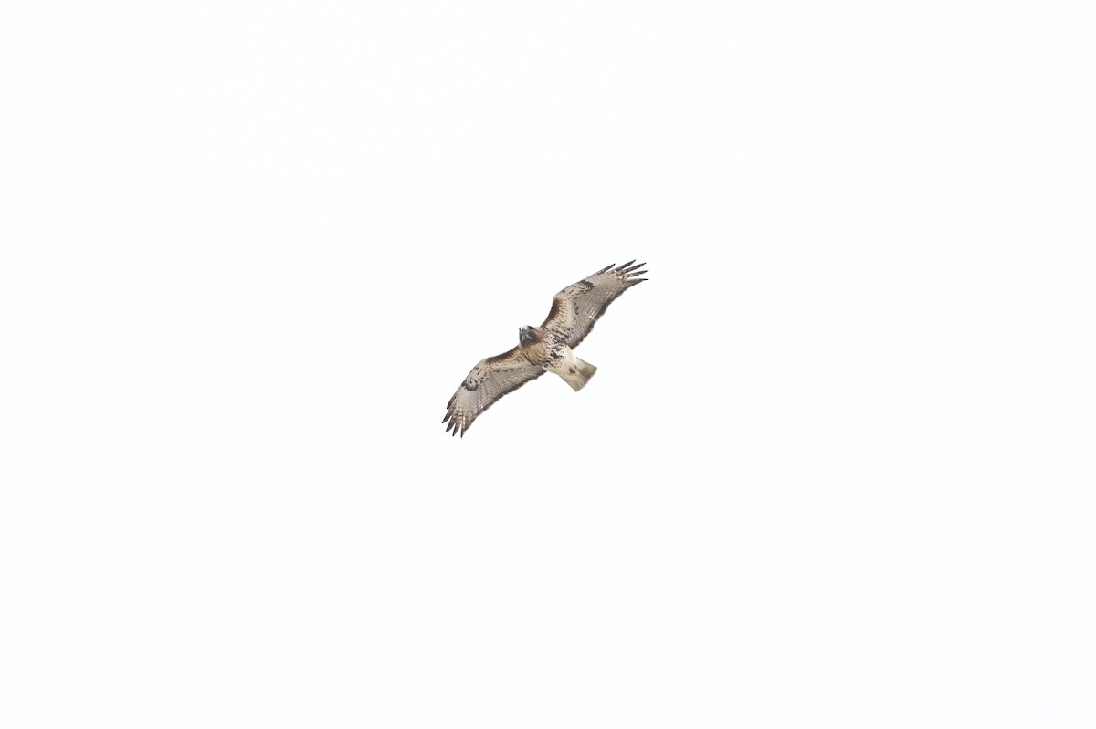 Red-tailed Hawk - ML617609482