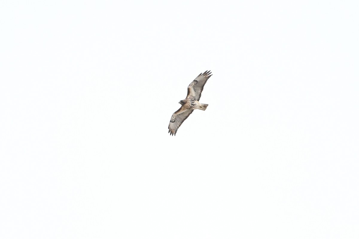 Red-tailed Hawk - ML617609483