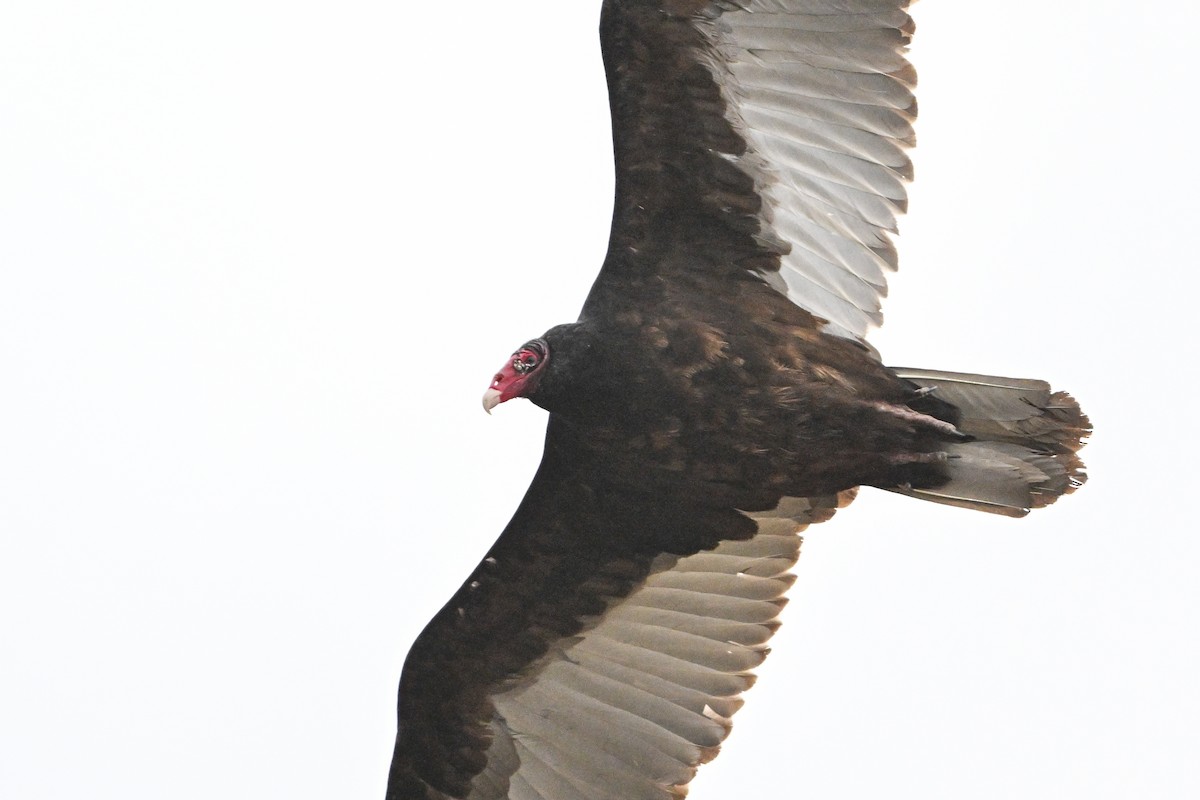 Turkey Vulture - ML617609491