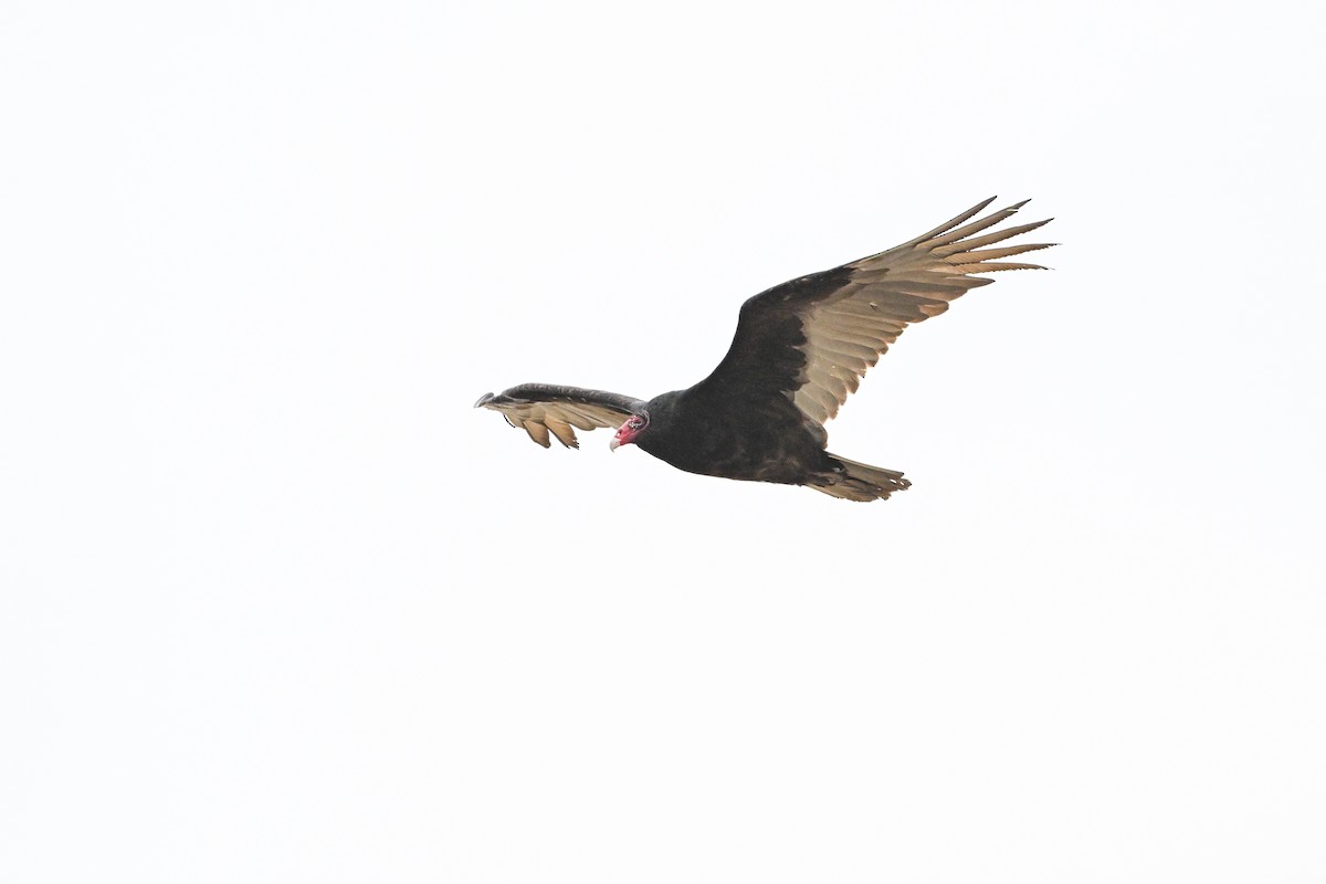 Turkey Vulture - ML617609492