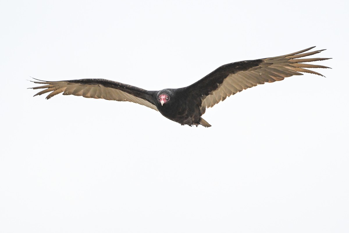 Turkey Vulture - Serg Tremblay
