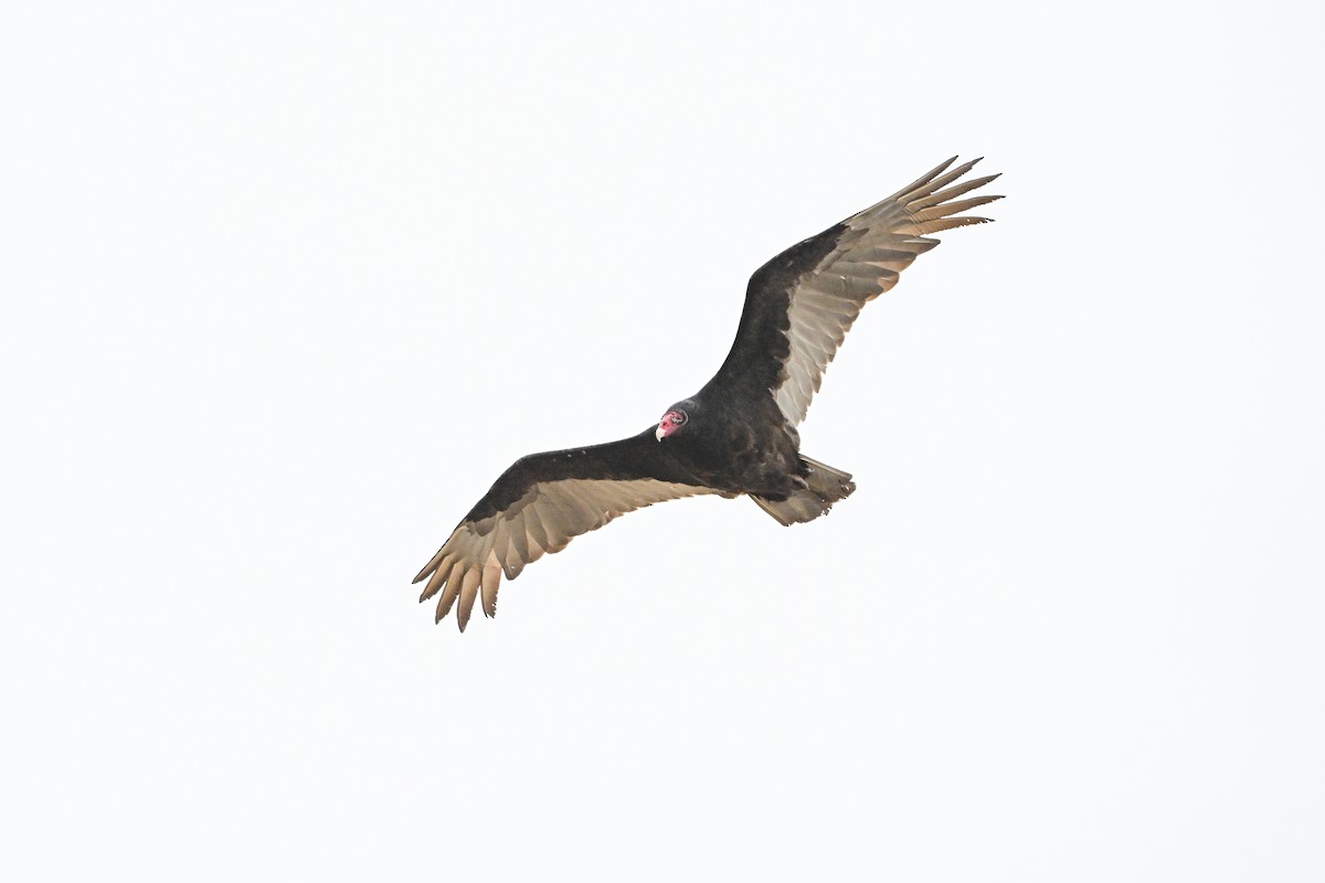 Turkey Vulture - ML617609497